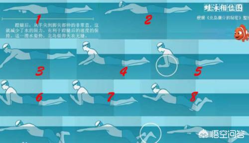蛙泳腿部动作（蛙泳腿部动作图解）